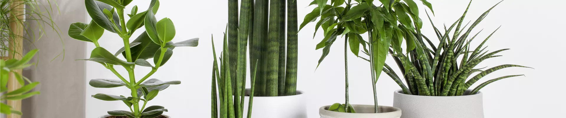 Sansevieria cylindrica Sansevieria cylindrica