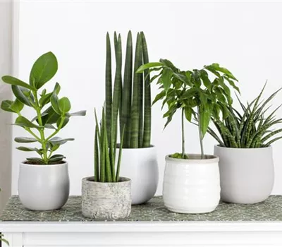 Zimmerpflanzenpflege im Winter