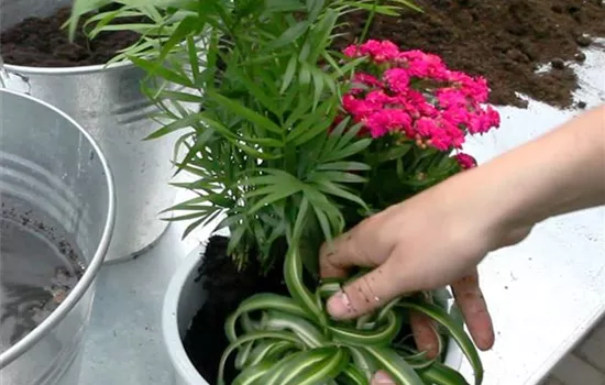 Schale - Einpflanzen von Zimmerpflanzen Schale - Einpflanzen von Zimmerpflanzen