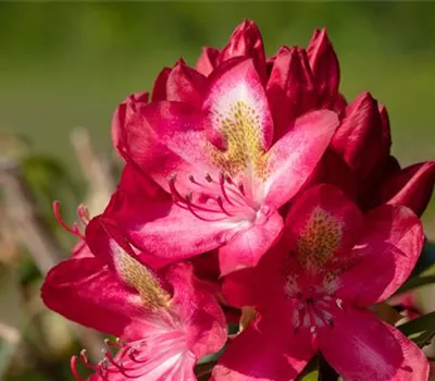 Rhododendron Hybr.'Junifeuer' III Rhododendron Hybr.'Junifeuer' III