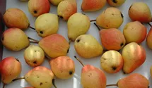 Birne 'Clapps Liebling' früh