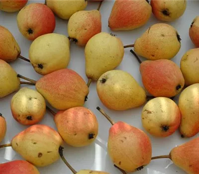 Pyrus com.'Clapps Liebling' CAC