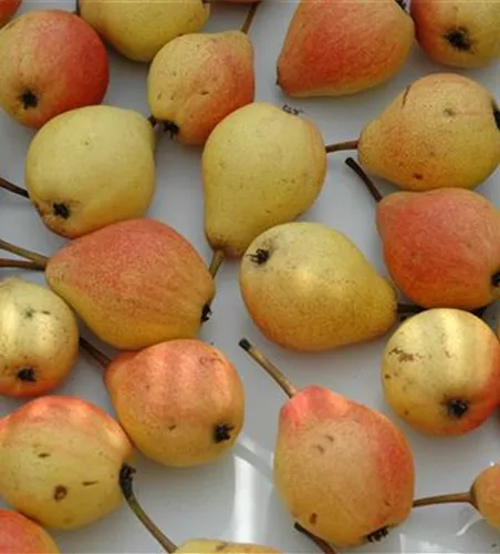 Pyrus com.'Clapps Liebling' zert.