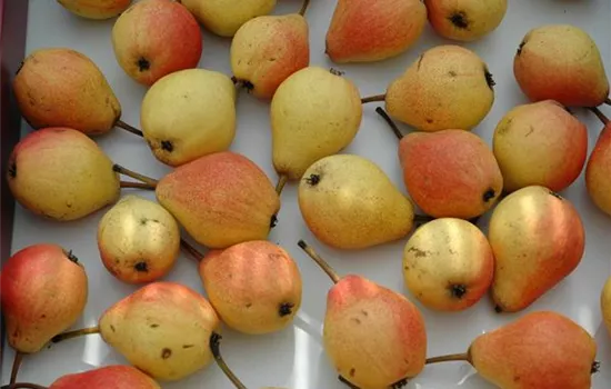 Pyrus com.'Clapps Liebling' zert. Pyrus com.'Clapps Liebling' zert.