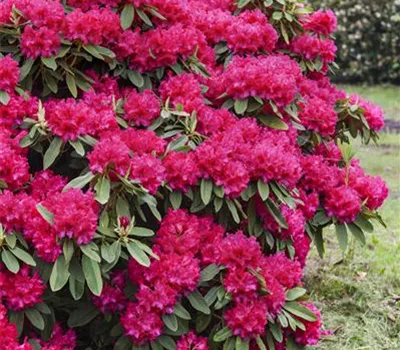 Rhododendron Hybr.'Nova Zembla' II Rhododendron Hybr.'Nova Zembla' II