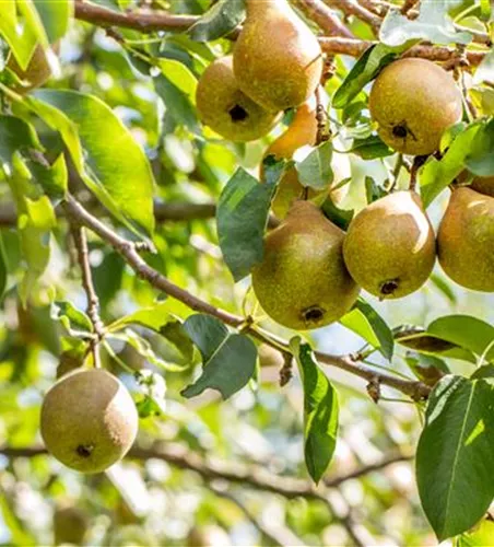Pyrus com.'Gute Luise v.Avranches' zert.