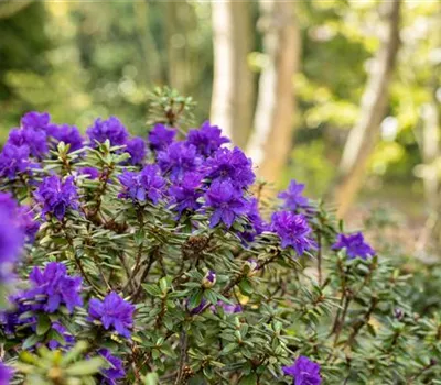 Rhododendron impeditum 'Azurika' I