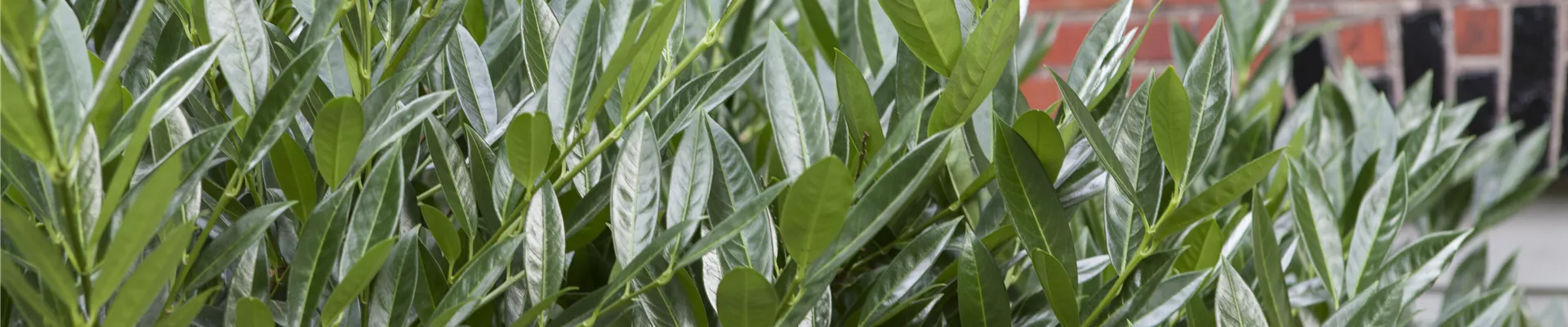 Prunus laurocerasus 'Caucasica'