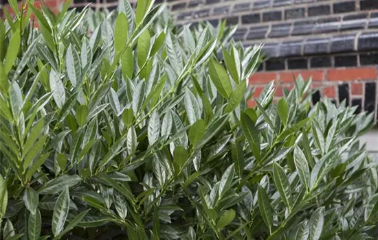 Kirschlorbeer zurückschneiden Kirschlorbeer zurückschneiden