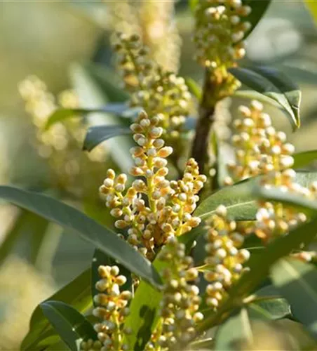 Prunus lauroc.'Otto Luyken'
