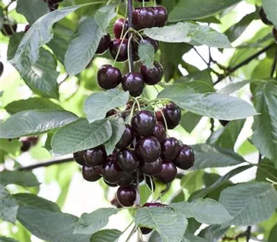 Prunus cer.'Schattenmorelle' zert. Prunus cer.'Schattenmorelle' zert.