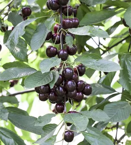 Prunus cer.'Schattenmorelle' zert.