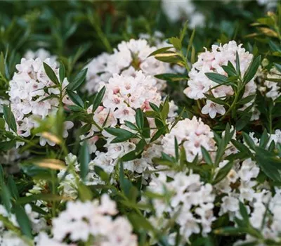 Rhododendron micranthum 'Bloombux' -R- Rhododendron micranthum 'Bloombux' -R-