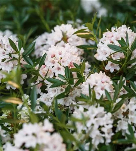Rhododendron micranthum 'Bloombux' -R-