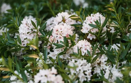 Rhododendron micranthum 'Bloombux' -R-