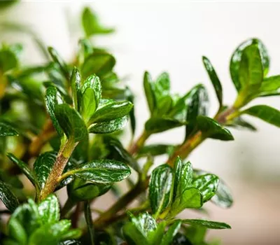 Rhododendron obt.'Anouk' II