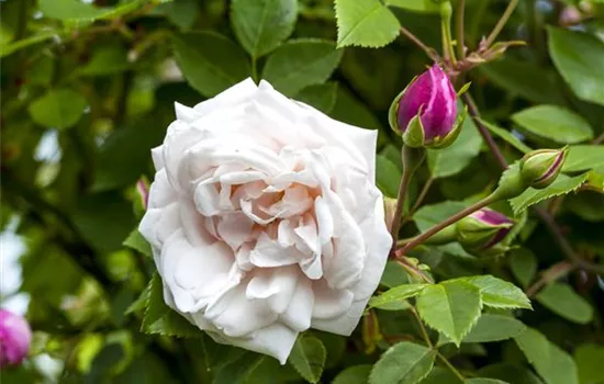 Rosen ausputzen Rosen ausputzen