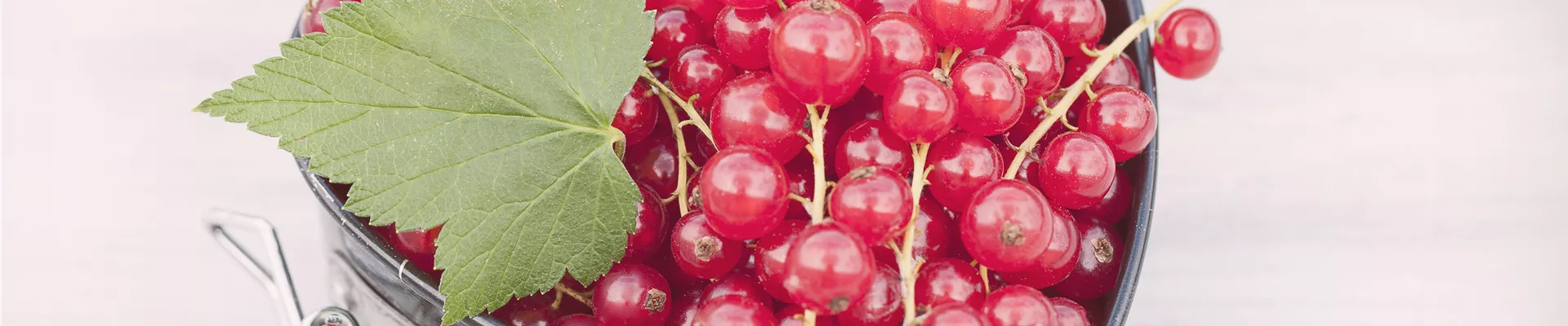 Ribes rubrum Ribes rubrum