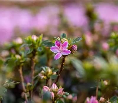 Rhododendron obt.'Kermesina Rose' II