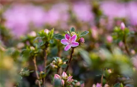 Rhododendron obt.'Kermesina Rose' II