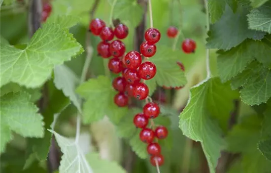 Johannisbeersträucher nach der Ernte schneiden Johannisbeersträucher nach der Ernte schneiden