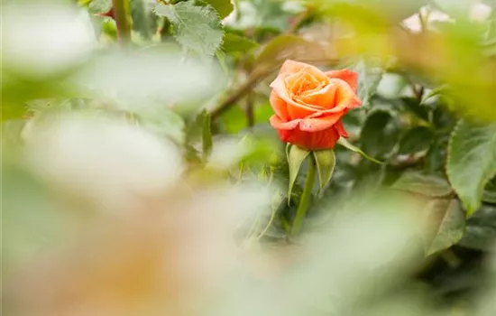 Containerrosen ganzjährig pflanzen Containerrosen ganzjährig pflanzen