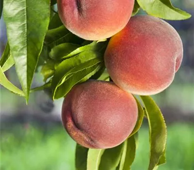 Prunus persica 'Benedicte' CAC