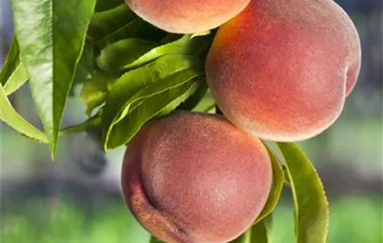 Prunus persica 'Kernecht.v.Vor.' zert. Prunus persica 'Kernecht.v.Vor.' zert.