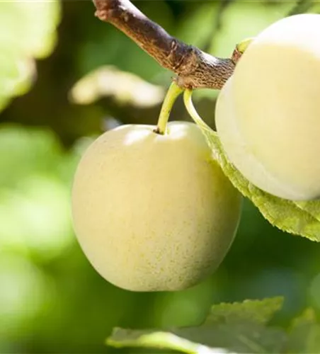 Prunus ital.'Große Grüne Renekl.' zert. Prunus ital.'Große Grüne Renekl.' zert.