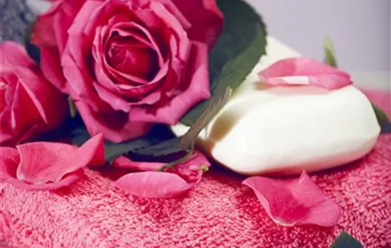 Rosen trocknen Rosen trocknen