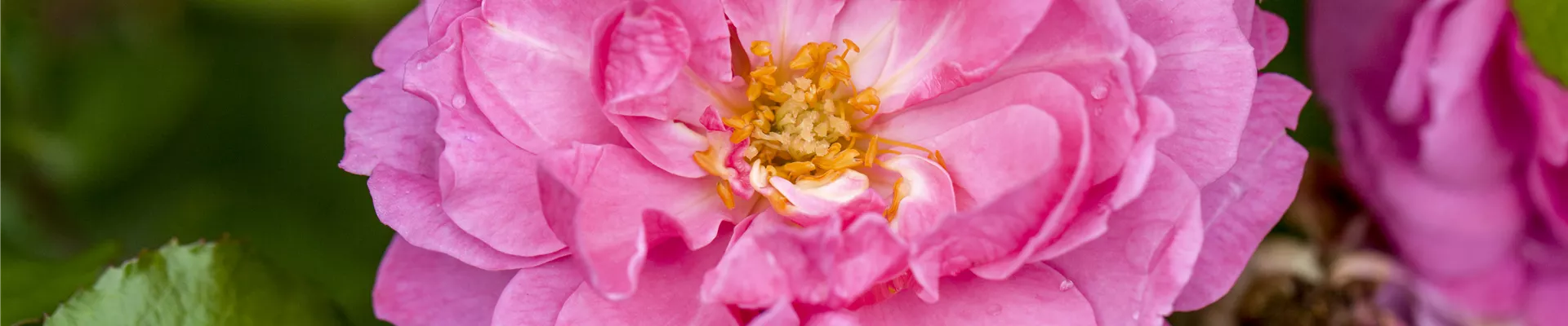 Rosa 'Heidetraum'® Rosa 'Heidetraum'®