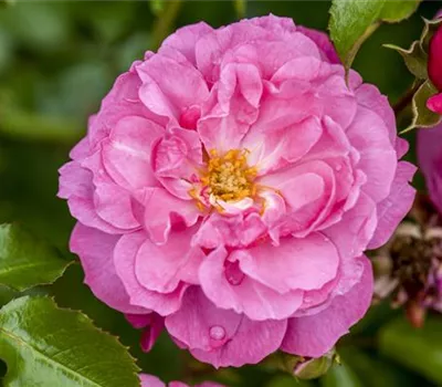 Beispiele für neue, ADR geprüfte Rosensorten