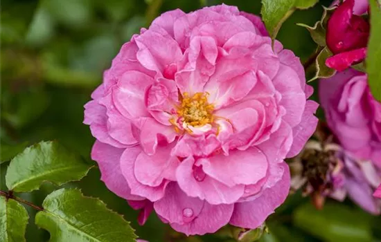 Beispiele für neue, ADR geprüfte Rosensorten Beispiele für neue, ADR geprüfte Rosensorten