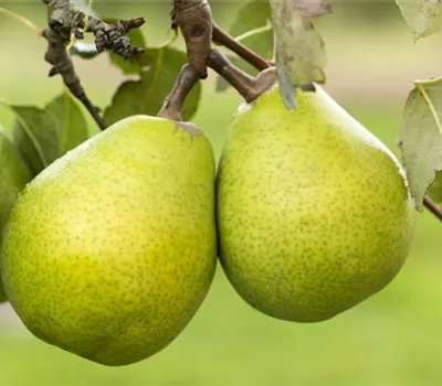 Pyrus com.'Alexander Lucas' zert.