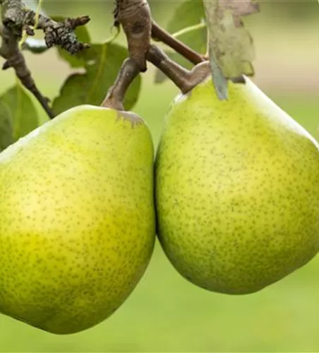 Pyrus com.'Alexander Lucas' zert.