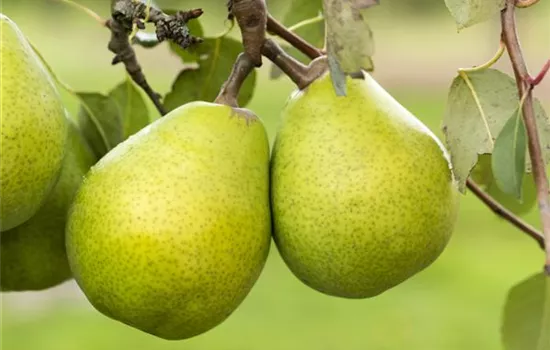 Pyrus com.'Alexander Lucas' zert. Pyrus com.'Alexander Lucas' zert.