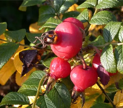 Rosa rugosa Rosa rugosa