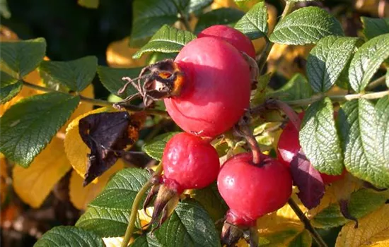 Rosa rugosa Rosa rugosa