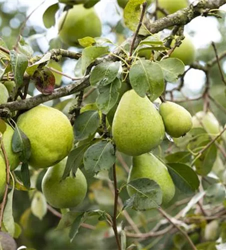 Pyrus com.'Alexander Lucas' CAC