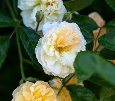 Rosa 'Ghislaine de Feligonde' STR IV Rosa 'Ghislaine de Feligonde' STR IV