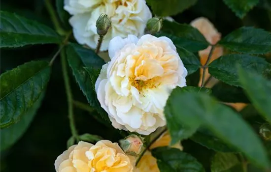 Rosa 'Ghislaine de Feligonde' STR IV