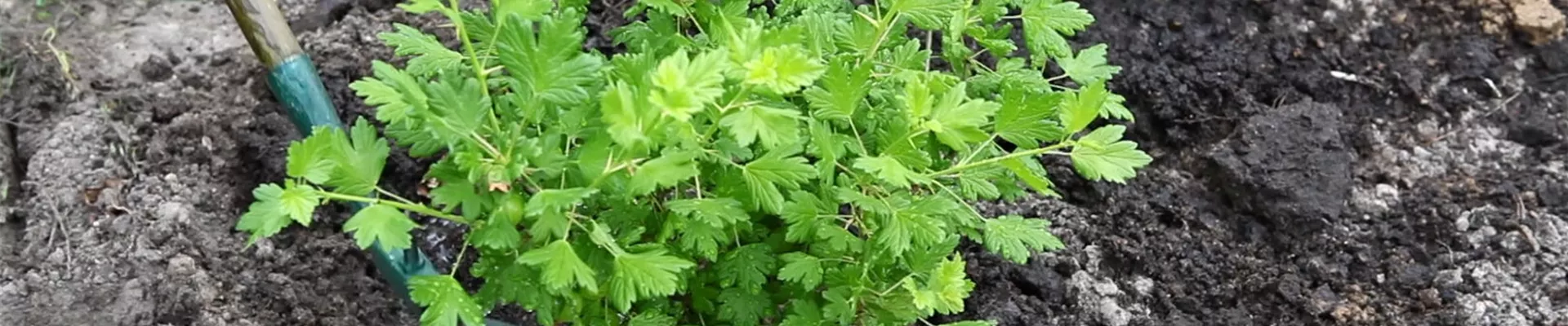 Stachelbeere - Einpflanzen im Garten (5) Stachelbeere - Einpflanzen im Garten (5)