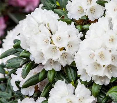 Rhododendron yak.'Koichiro Wada' II Rhododendron yak.'Koichiro Wada' II