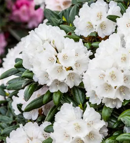Rhododendron yak.'Koichiro Wada' II