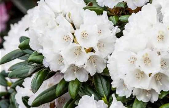 Rhododendron yak.'Koichiro Wada' II Rhododendron yak.'Koichiro Wada' II