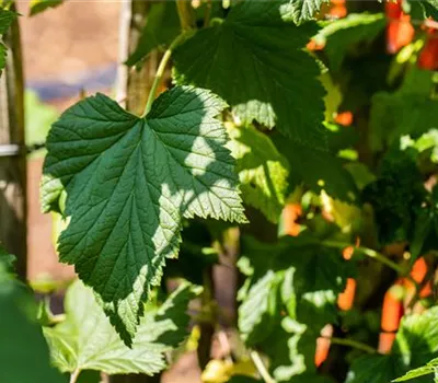 Ribes Jostabeere CAC Ribes Jostabeere CAC