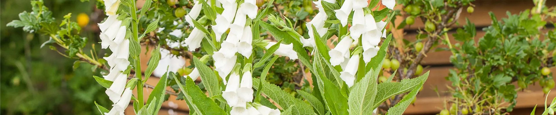 Digitalis purpurea, weiß Digitalis purpurea, weiß