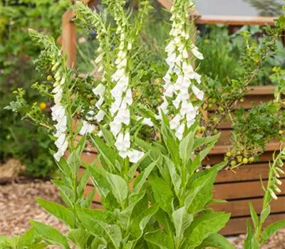 Wie einst in den Klöstern – der Heilgarten zu Hause 