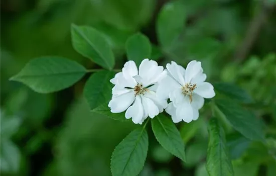 Rosa multiflora Rosa multiflora