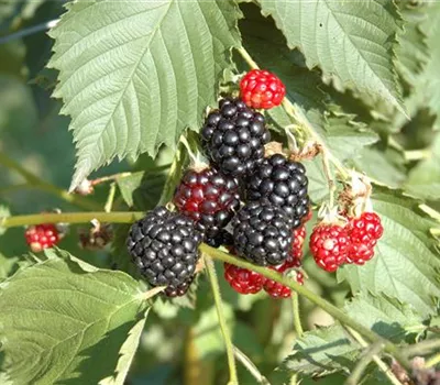 Rubus frut.'Dirksen Thornless' CAC Rubus frut.'Dirksen Thornless' CAC
